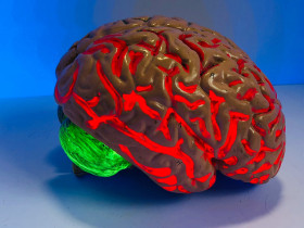 News Hero Images Brain